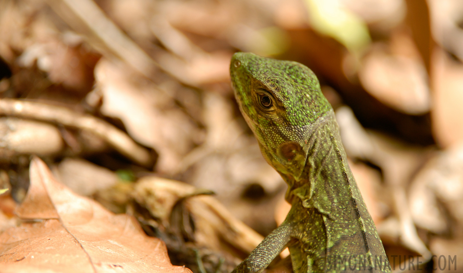 Manuel Antonio National Park [400 mm, 1/60 sec at f / 4.0, ISO 200]